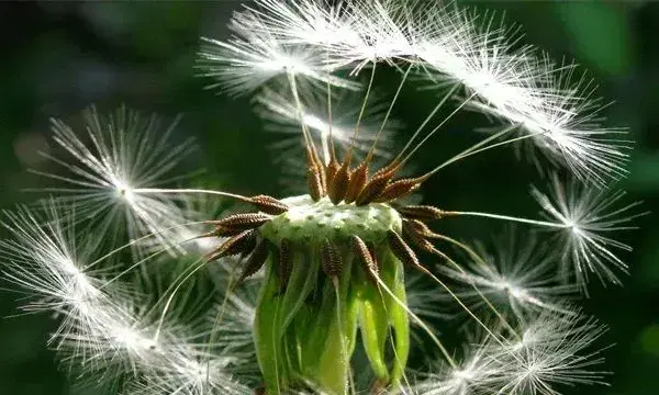 蒲公英种植方法和时间把握