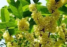 成都：桂花树“拐弯”初见成效