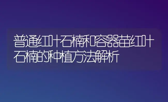 普通红叶石楠和容器苗红叶石楠的种植方法解析 | 植物知识