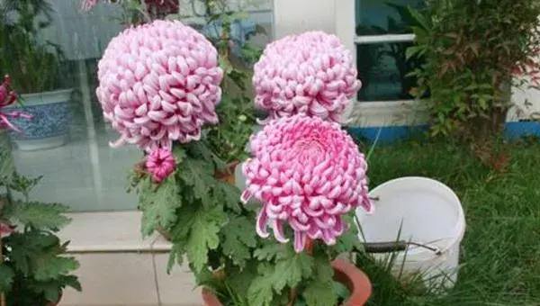 菊花盆栽怎么养 阳台养菊花方法与注意事项