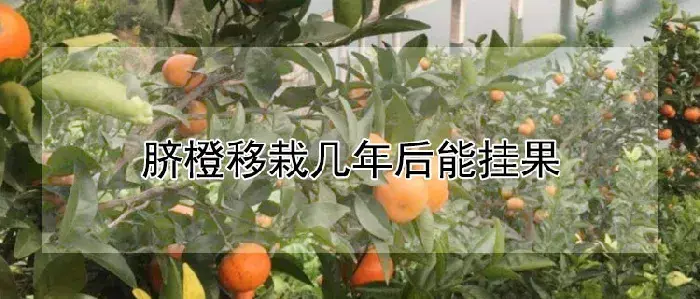 脐橙移栽几年后能挂果