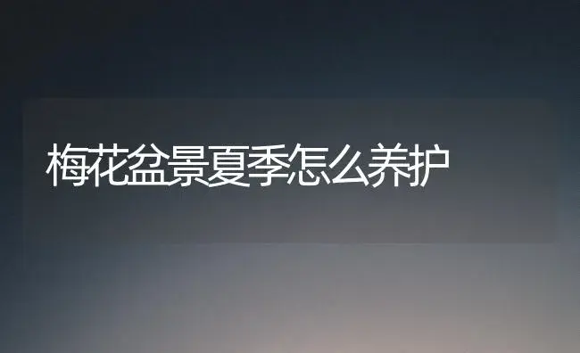 梅花盆景夏季怎么养护 | 植物知识