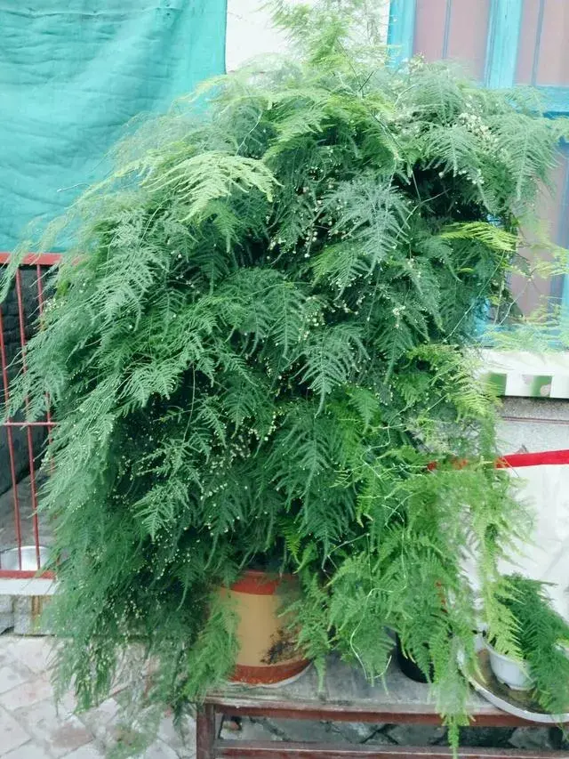 文竹松的种植技巧？