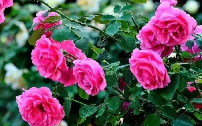 玫瑰花的种植 如何养护好玫瑰花？