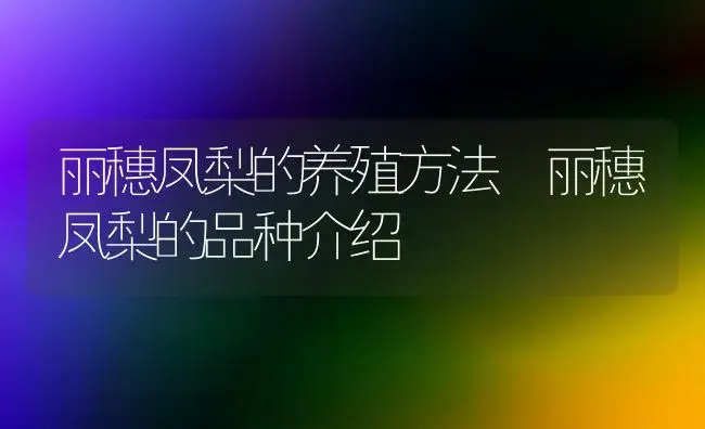 丽穗凤梨的养殖方法 丽穗凤梨的品种介绍 | 植物科普