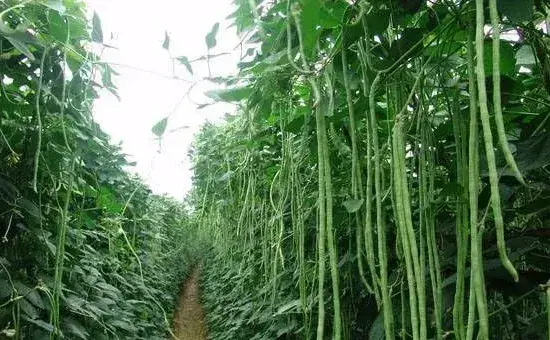 种的豆角长得太密怎么办？用这三种方法轻松解决！