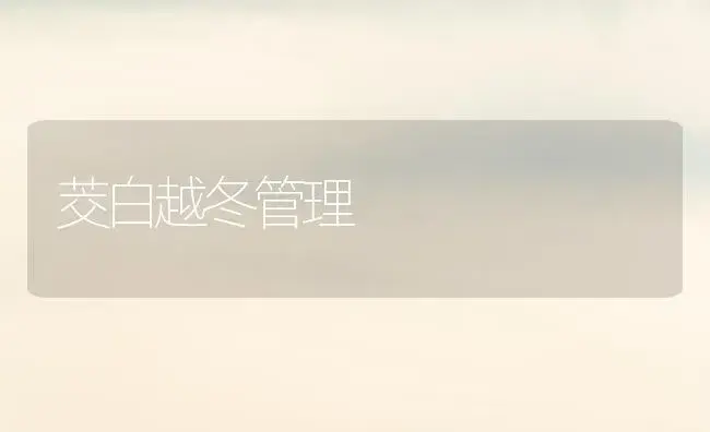 茭白越冬管理 | 植物科普