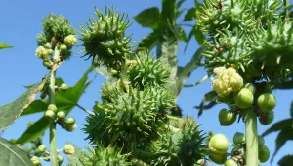 蓖麻的种植与产量