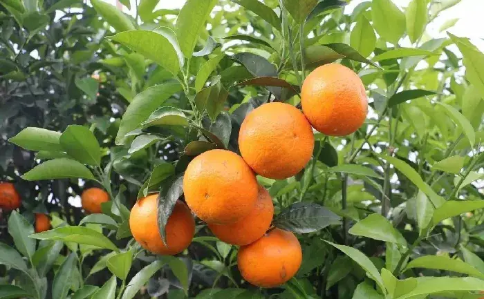 沃柑的品种种类及栽培管理技术