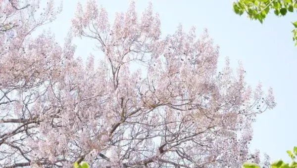 泡桐怎么种  泡桐种植方法与注意事项