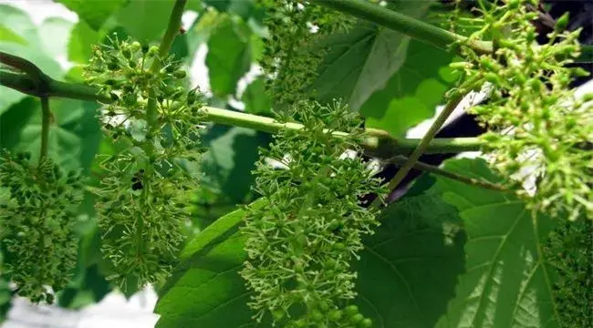 葡萄花序小该怎么办