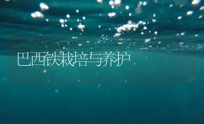 巴西铁栽培与养护 | 植物知识