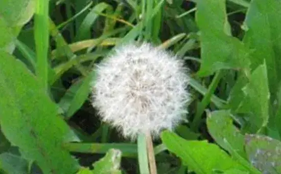 蒲公英高产种植管理技术要点