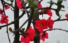 海棠种植者有信心