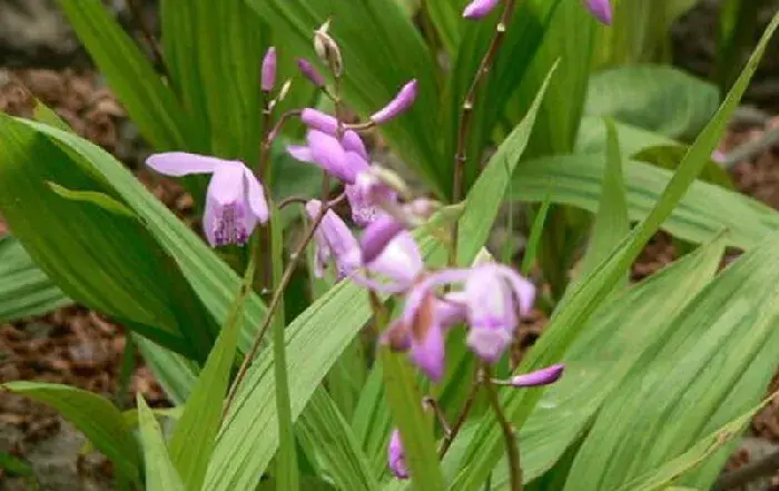 怎样种植白芨 如何种白芨可以让它长得快？