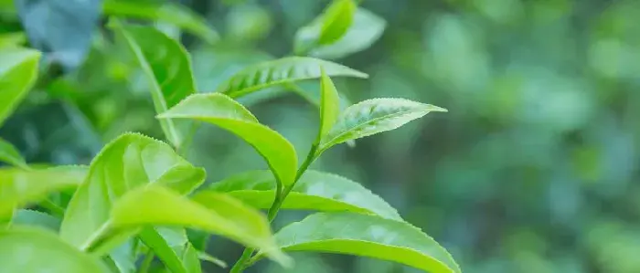 幼油茶树怎么修剪