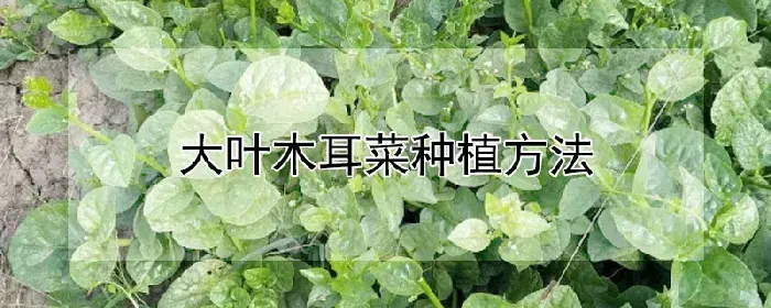 大叶木耳菜种植方法
