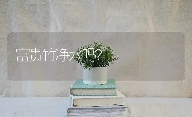 富贵竹净水吗？ | 植物问答