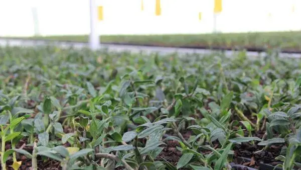 铁皮石斛栽培方法 石斛种植环境