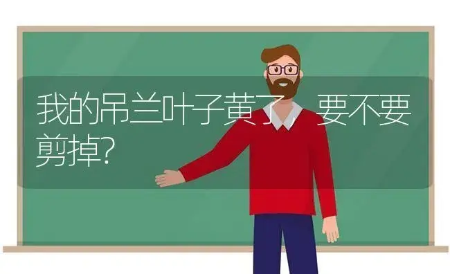 我的吊兰叶子黄了，要不要剪掉？ | 植物问答