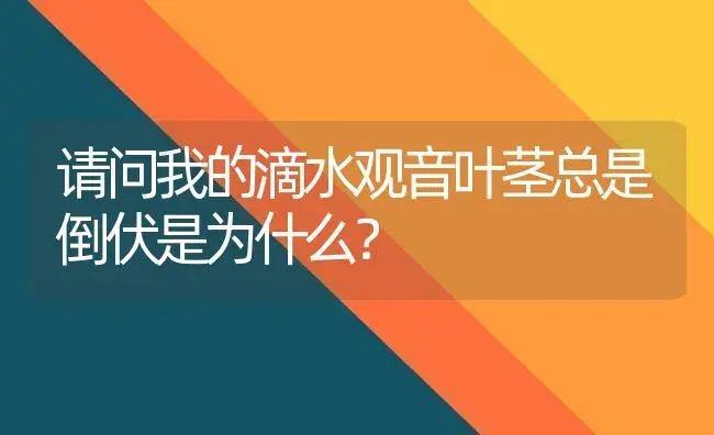 请问我的滴水观音叶茎总是倒伏是为什么？ | 植物问答