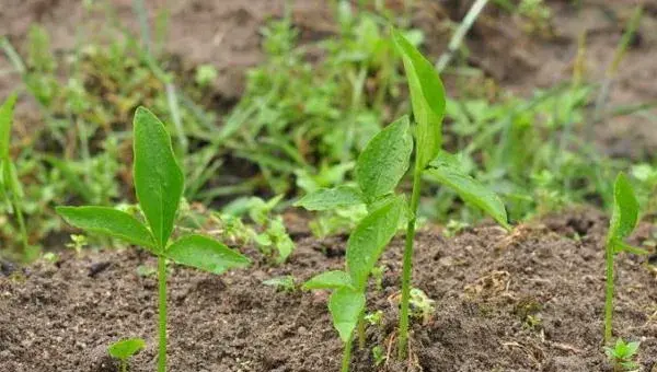 半夏种植时间及高产栽培技术  半夏的生存环境