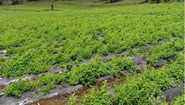 丹参种植技术 丹参栽培管理方法