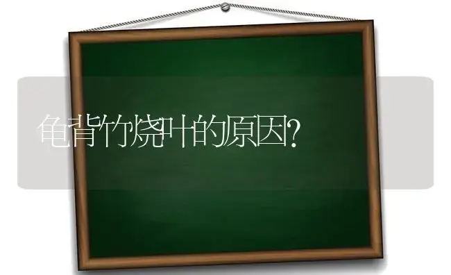 龟背竹烧叶的原因？ | 植物问答