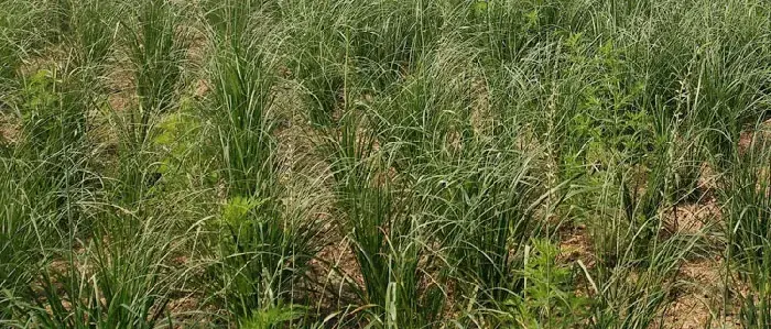 知母种植技术 知母的种植时间