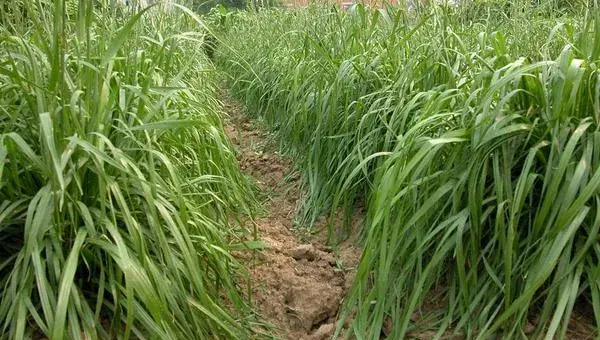 黑麦草种植方法 黑麦草什么时候种