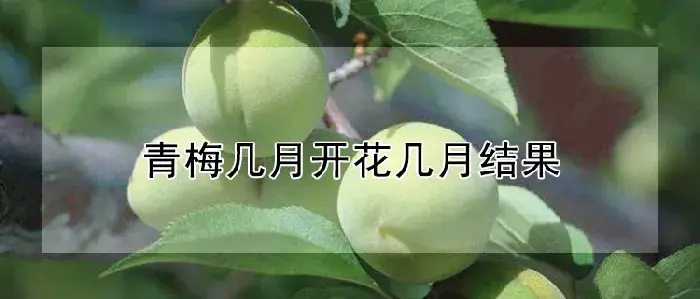 青梅几月开花几月结果