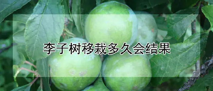 李子树移栽多久会结果