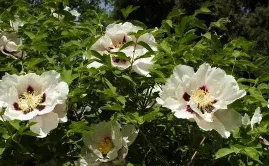 夏季牡丹的田间管理技术