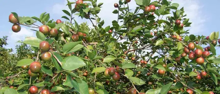 油茶种植密度是多少？种植管理技术