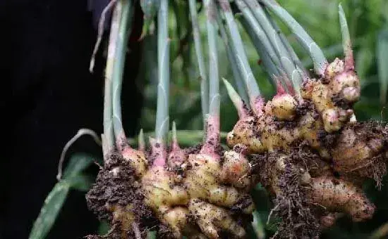 南方地区生姜的高产种植技术讲解