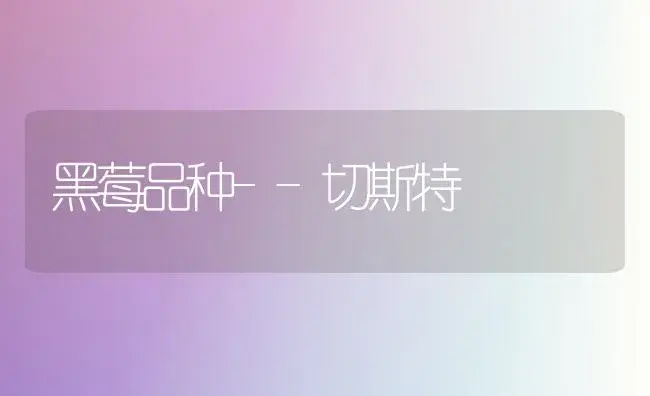 黑莓品种--切斯特 | 植物百科