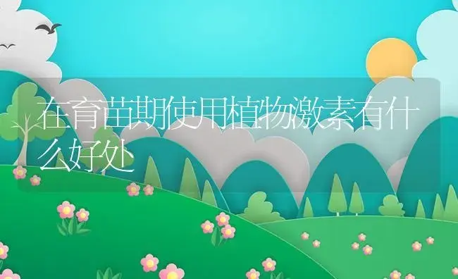 在育苗期使用植物激素有什么好处 | 植物资料