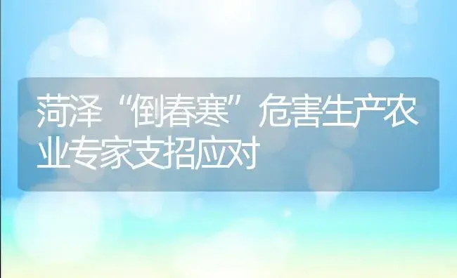 菏泽“倒春寒”危害生产农业专家支招应对 | 植物科普