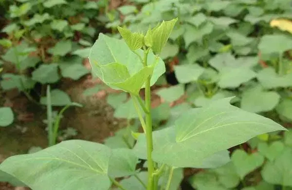 红薯要怎样催芽？催芽后管理技巧方法