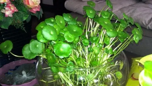 金钱草水培怎么养 水培金钱草几天能发芽