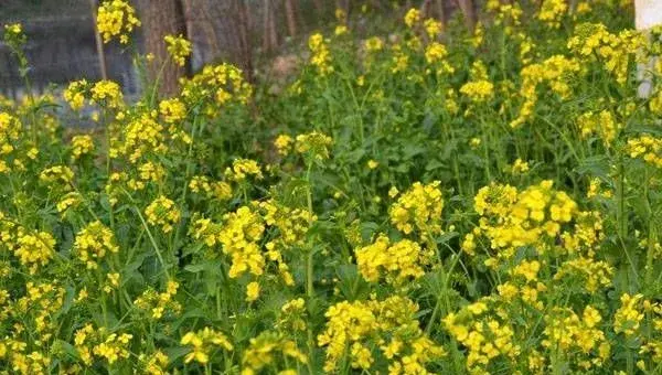 长江流域冬油菜抗旱技术指导意见