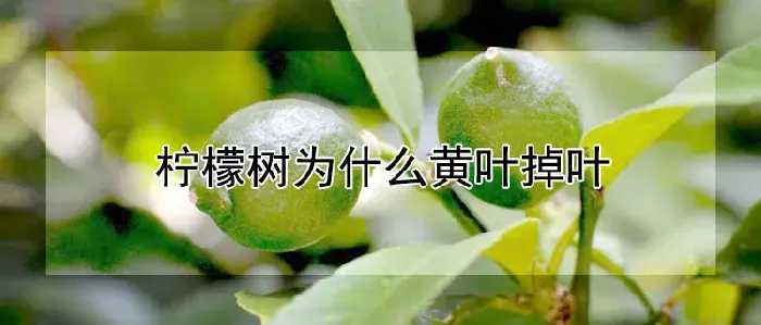 柠檬树为什么黄叶掉叶