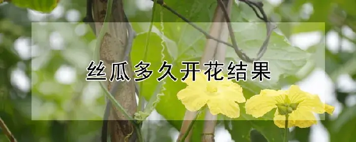 丝瓜多久开花结果