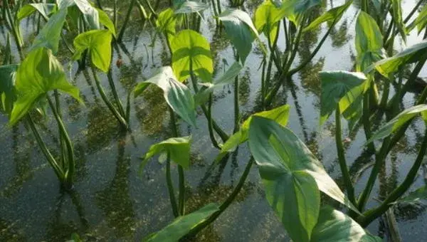 种植茨菇的前景