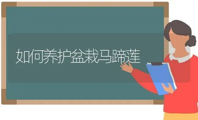 如何养护盆栽马蹄莲 | 植物科普