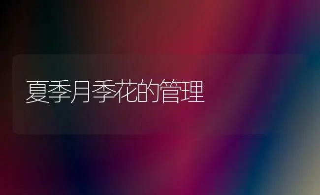 夏季月季花的管理 | 植物科普