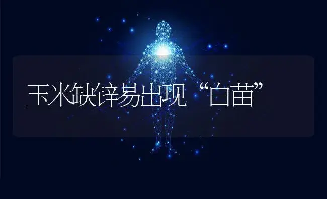 玉米缺锌易出现“白苗” | 植物科普