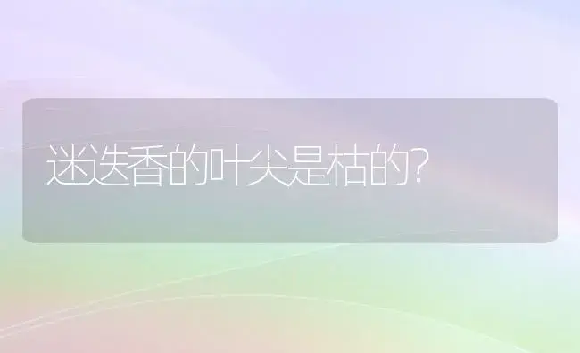 迷迭香的叶尖是枯的？ | 植物问答