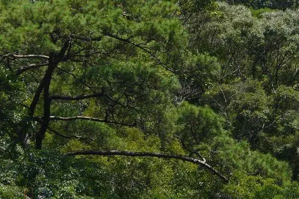 种植什么树木前景好？观赏型加工型经济效益型