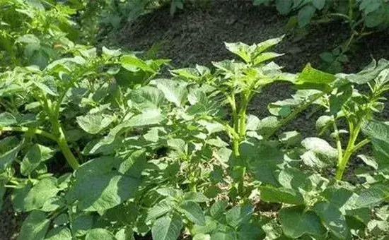 如何种植出大土豆？这三点做好非常关键！